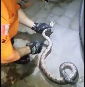 Cobra presa embaixo de carro é resgatada no Centro de União dos Palmares
