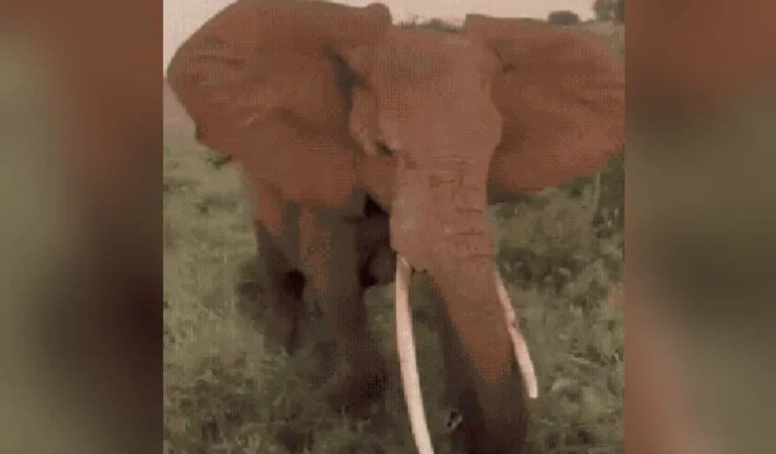 Elefante avança contra turistas e causa pânico em safári na África