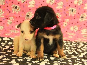 Centro de Zoonoses disponibiliza cães e gatos para adoção