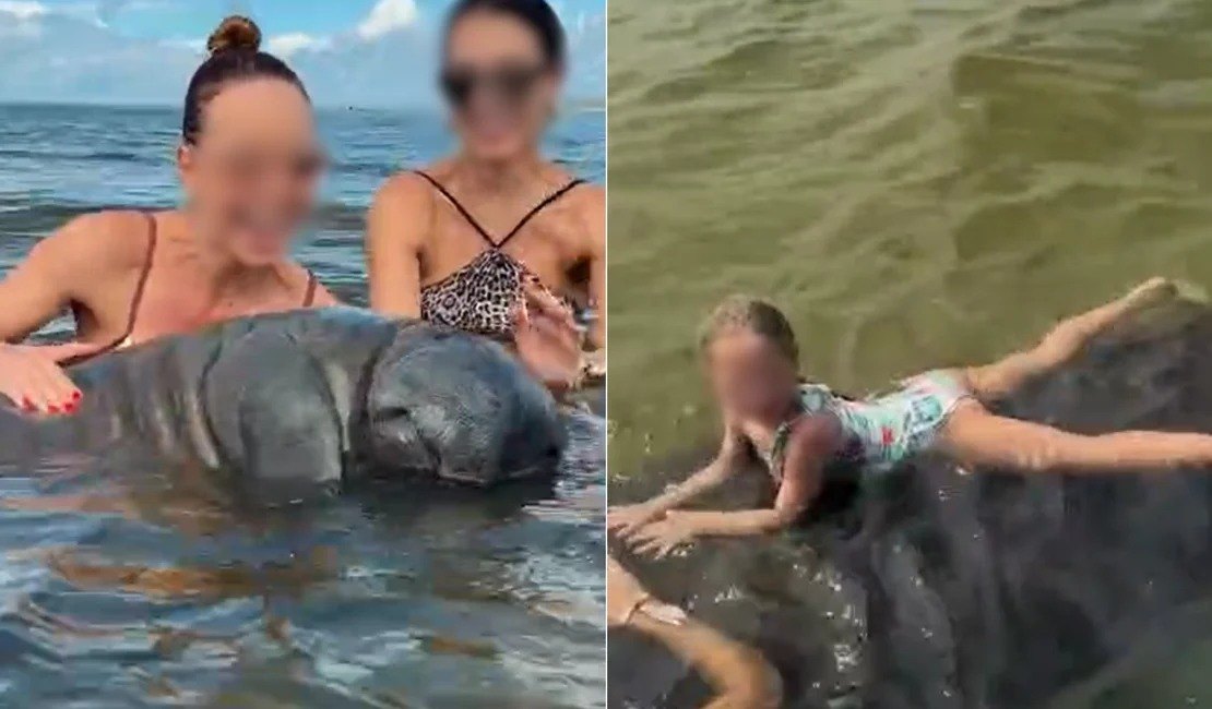 Turistas molestam peixe-boi e colocam criança em cima do animal no Norte de Alagoas