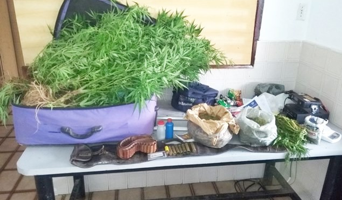 Operação no Sertão apreende plantação com 50 quilos de maconha