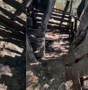 Porco é abatido e levado durante invasão a propriedade em Piranhas