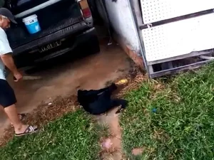 Justiça decide manter preso homem flagrado espancando cachorro em Maceió