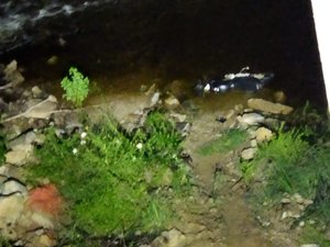 Motociclista morre após sofrer grave acidente, em Limoeiro de Anadia