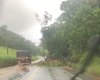 [Vídeo] Quedas de árvores prejudicam tráfego na rodovia AL 105 no Norte de AL