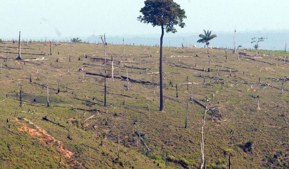 Com alta no desmatamento, governo demite chefe de monitoramento do Inpe
