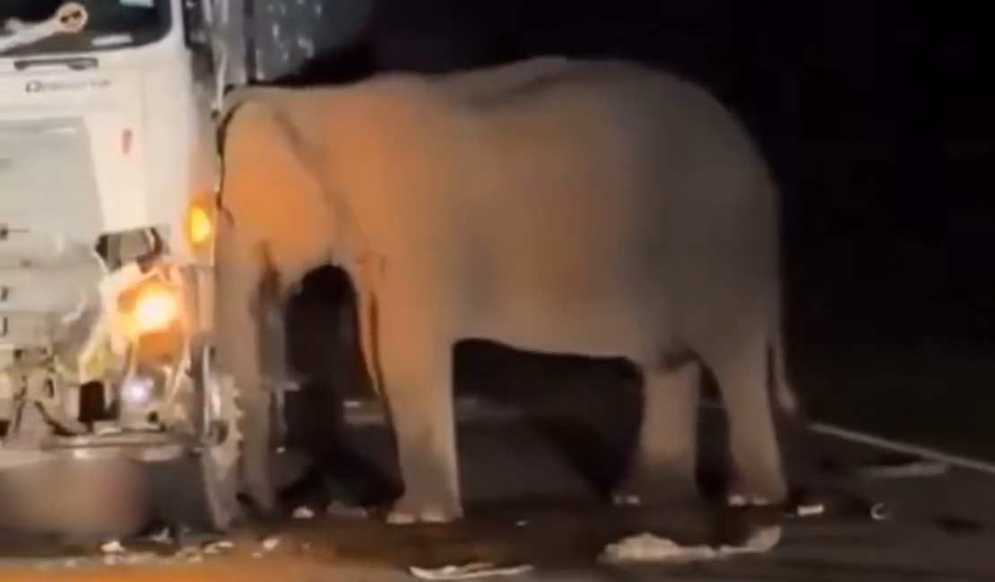 [Vídeo] Elefante fica durante horas grudado ao caminhão que atropelou a sua cria