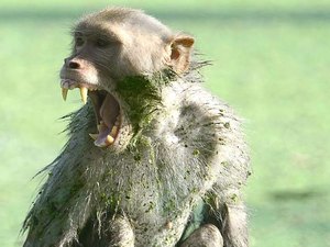 Macaco rouba e mata bebê de 12 dias na Índia