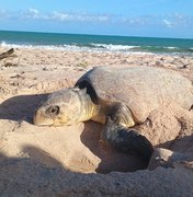 [Vídeo] Tartaruga é flagrada desovando durante o dia na praia do Mirante da Sereia
