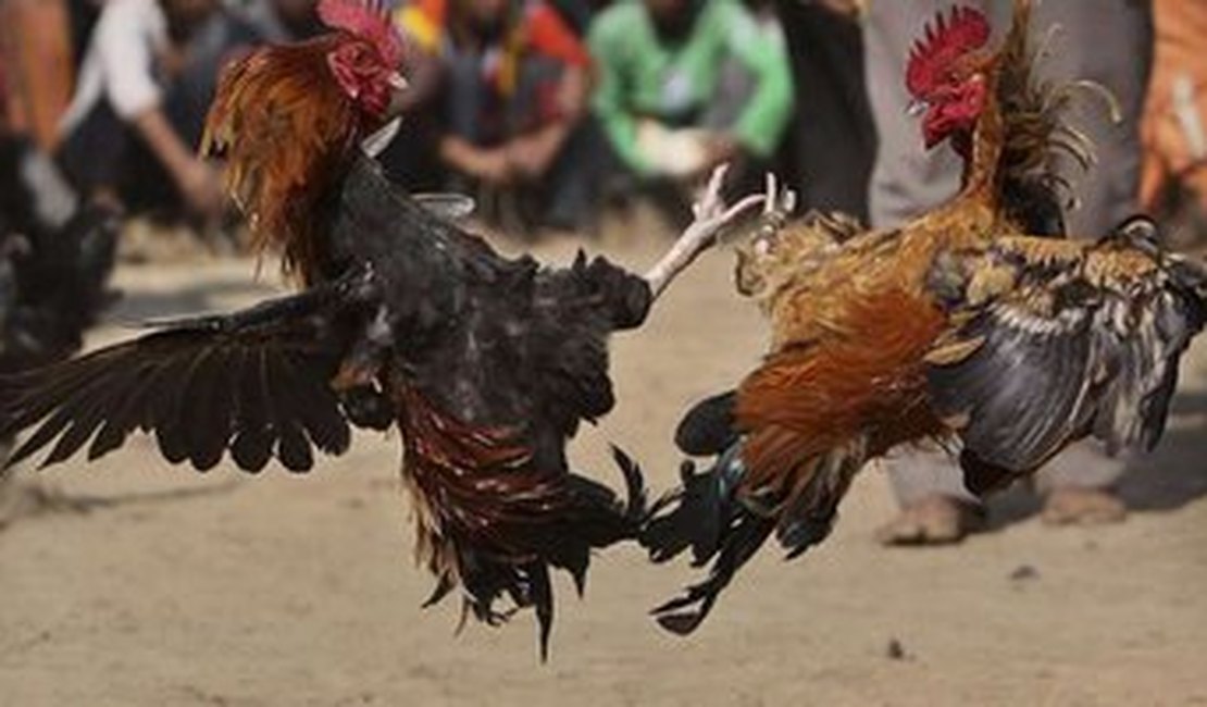 Homem morre após ser atacado por galo quando levava animal para rinha