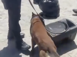 [Vídeo] Cão farejador identifica droga escondida em ônibus do MS com destino a Arapiraca