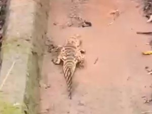 Filhote de Jacaré é encontrado dentro de residência em União dos Palmares