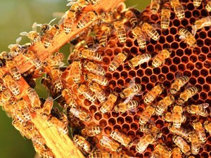 Própolis vermelha: o ouro exótico dos manguezais de Alagoas