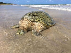 Tartaruga é encontrada morta na Praia de Maragogi