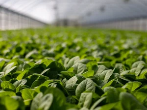 Governo lança Plano Safra para agricultura familiar da Amazônia
