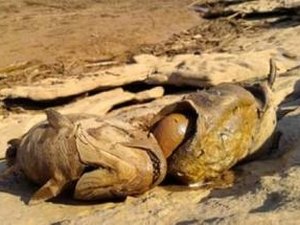 Espírito Santo terá 'Arca de Noé' para salvar peixes antes da chegada da lama