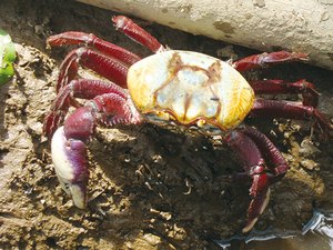 Ministério da Agricultura proíbe pesca e venda do caranguejo-uçá em Alagoas 