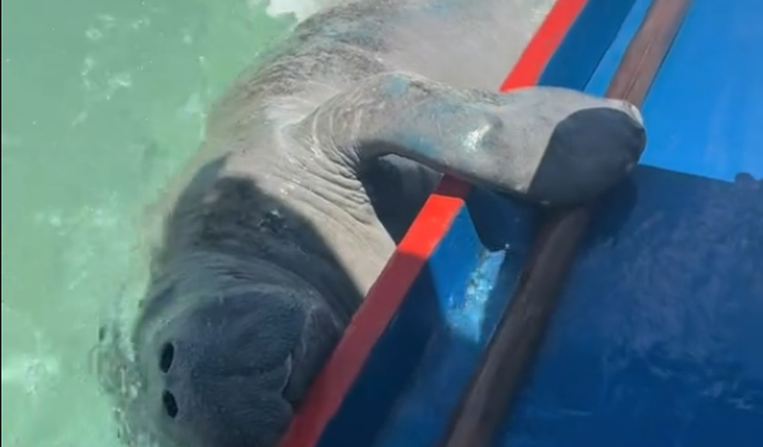 Peixe-boi curioso faz “visita” a turista em passeio pelas piscinas naturais de Milagres