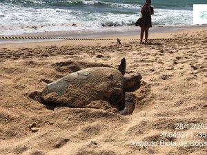 [Vídeo] Banhistas flagram momento de desova de tartaruga na Praia de Jatiúca