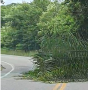 [Vídeo] Árvore cai e interdita trecho da rodovia AL 430, em Passo de Camaragibe