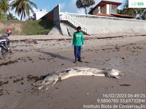 Peixe-boi é encontrado morto na região de Riacho Doce