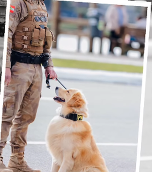 Golden Retriever vira destaque ao posar para sessão de fotos em desfile