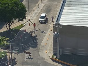 Flagra: animais soltos na Avenida Dona Constança