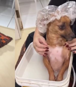 [Vídeo] SPA canino: cachorrinha viraliza ao tomar banho em balde e receber massagem relaxante
