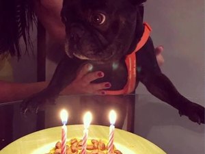 Cachorro morre por conta do calor no Rio de Janeiro 