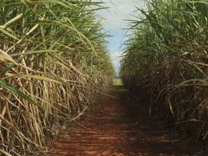 Chuva renova a esperança dos fornecedores de cana de Alagoas