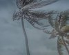 Vendaval e chuvas fortes: Alagoas entra em alerta climática até sábado (18)