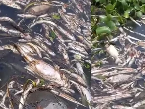 Peixes e tartarugas são encontrados mortos na Lagoa de Roteiro