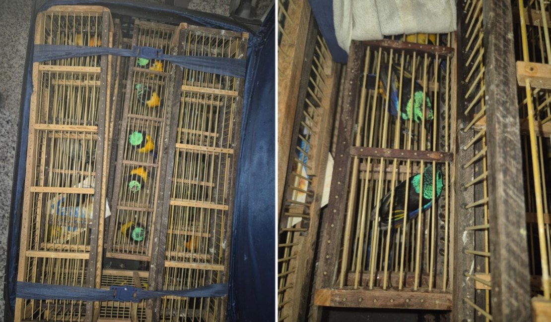 [Vídeo] Mais de 40 aves vivas são encontradas dentro de mala no aeroporto de Maceió