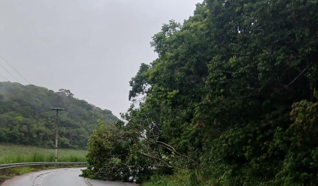 [Vídeo] Árvore desaba e prejudica tráfego de veículos na rodovia AL-105