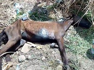 Égua ferida é abandonada é abandonada para morrer em Palmeira dos Índios