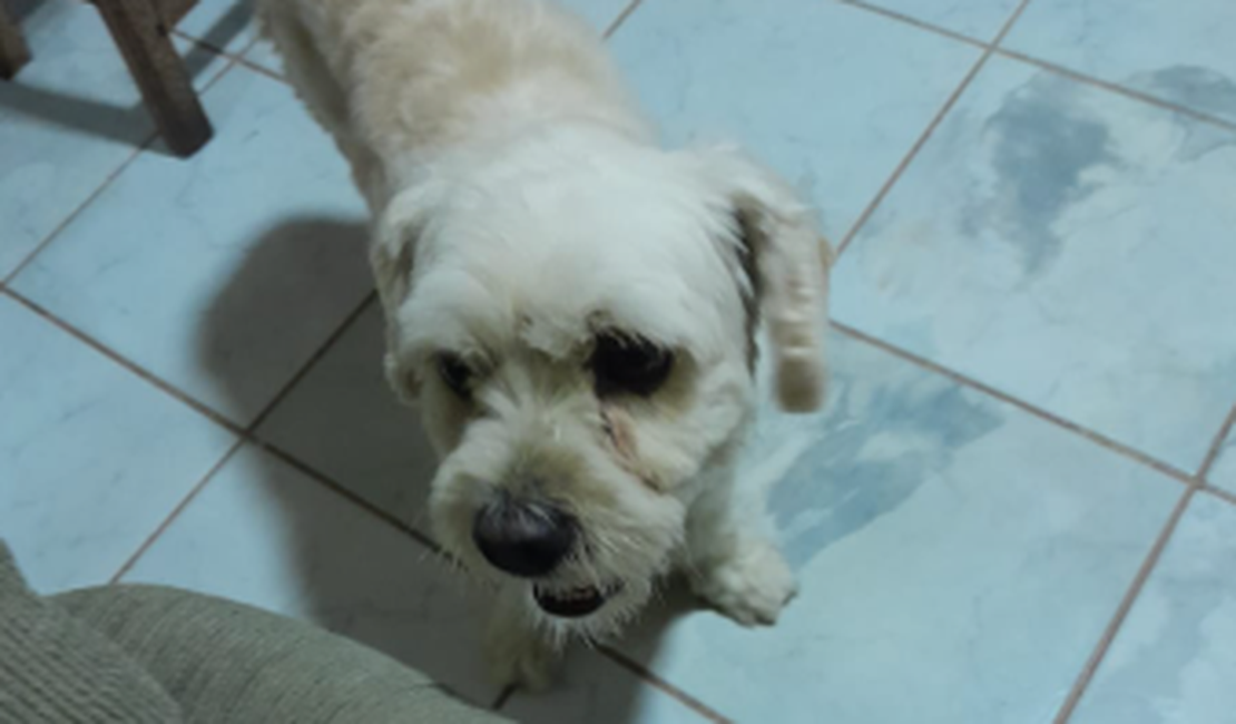 Cãozinho Steve é encontrado em Arapiraca