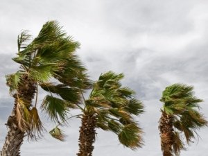 Ventos Nordeste podem aumentar número de ocorrências com a rede elétrica