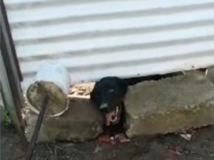 Vídeo que mostra cadela abandonada em Maceió causa comoção nas redes sociais