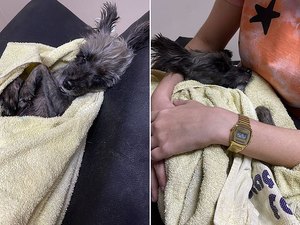 Polícia investiga caso de cachorro atirado do segundo andar de prédio