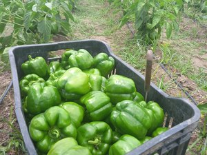 Projeto arapiraquense garante alimentos saudáveis na merenda escolar