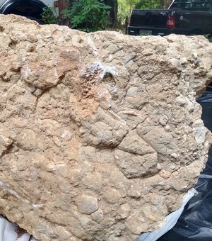 Bloco de calcário com fósseis de dinossauros é descoberto em MG