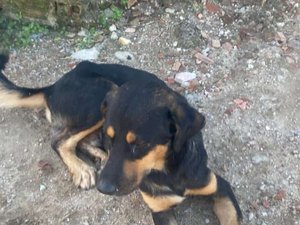 Cachorrinho atropelado em Porto Calvo morre após cirurgia