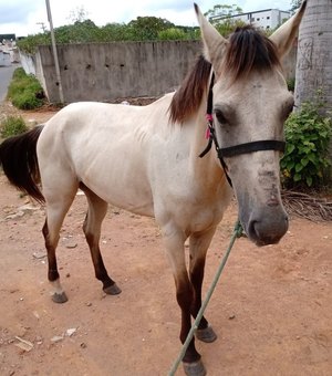 Prefeitura intensifica a captura de animais soltos nas ruas de Palmeira