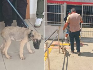 Homem fere olho do próprio cachorro e é preso por maus-tratos em Teotônio Vilela