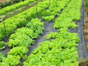 Agricultores de Arapiraca recebem mantas do projeto Agreste Rural 