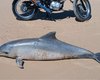 Golfinho é encontrado morto em praia de Barra de Santo Antônio e será submetido à necropsia