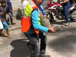 Mais um jacaré é flagrado circulando em calçada de Palmeira e mototaxista o devolve para açude