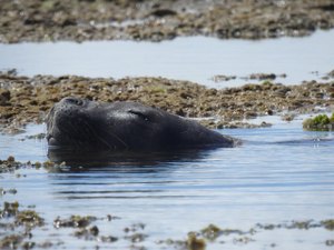 'Procura-se': após aparição em praia de Maceió, Biota tenta avistar elefante-marinho no Litoral
