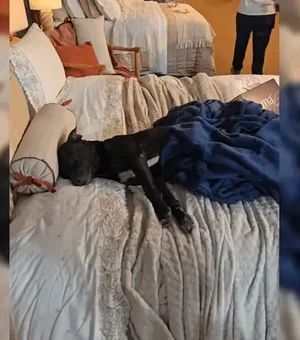 Cachorro que vivia na rua escolhe cama em feira, viraliza e é adotado