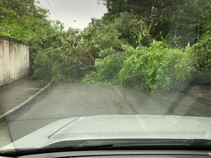 Árvore cai em rua da Gruta de Lourdes e bloqueia via 